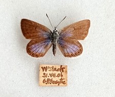 Female british silver for sale  EASTLEIGH