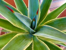 Agave desmettiana variegata usato  Napoli