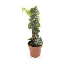 Monstera dubia pole for sale  CREDITON