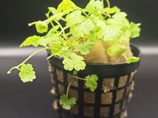 Aquarium pflanzen set gebraucht kaufen  Bonn