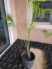 Dypsis decaryi triangle for sale  Bokeelia