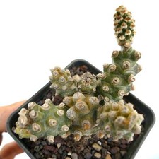 Tephrocactus molinensis d'occasion  Expédié en France