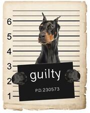 Doberman pinscher mugshot for sale  Pottstown