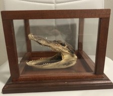 Alligator taxidermy gator for sale  Bay City