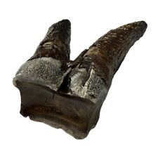 Authentic woolly rhino for sale  Lincoln City