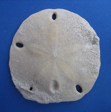 Encope micropora seeigel gebraucht kaufen  Uhingen