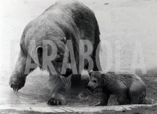 Vintage whipsnade zoo usato  Roma