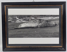 Guido foca gigante usato  Carrara