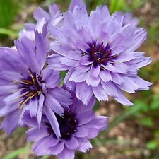 Catananche amor blue for sale  BELLSHILL