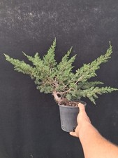 Bonsai juniperus itoigawa usato  Montevarchi
