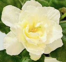 beautiful plant for sale beautiful plant for sale Summerville