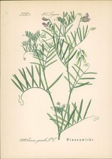 Chromolithographie binsenwicke gebraucht kaufen  Sibbesse