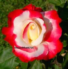 Double delight rose for sale  Wilmington