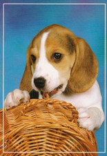 * BEAGLE PUPPY   * Postkarte  *  Postcard  # 3 comprar usado  Enviando para Brazil