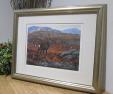 Beautiful red deer for sale  ARBROATH