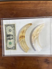 Vintage pig tooth for sale  Royal Oak
