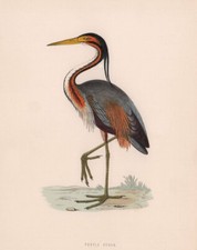 Purple heron. morris for sale  LONDON
