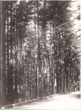 Corse vizzavona forest d'occasion  Pagny-sur-Moselle