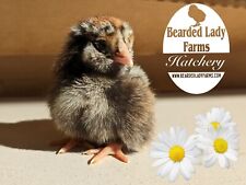 Sale fertile hatching for sale  Denmark