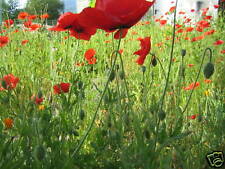 1000 graines coquelicots d'occasion  Saint-Hilaire-du-Rosier