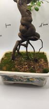 Firethorn bonsai for sale  LIVERPOOL