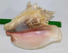 Decorative large conch for sale  Cushing