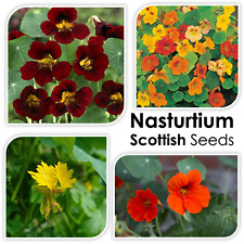 Scottish tropaeolum nasturtium for sale  GLASGOW