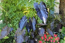 Colocasia painted black d'occasion  Arzacq-Arraziguet