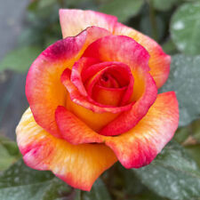 Rose sheila perfume for sale  PETERBOROUGH
