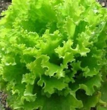Salad bowl lettuce for sale  Berwyn