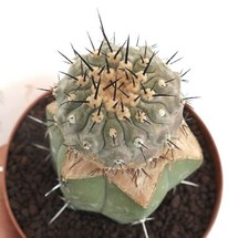 Copiapoa cinerea j675 usato  Napoli