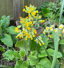 Primula veris cowslip for sale  NOTTINGHAM