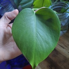 Monstera deliciosa cutting for sale  Wedgefield