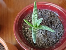 Aloe vera heilpflanze gebraucht kaufen  Herzberg am Harz