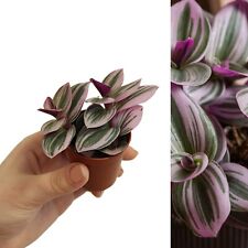 Tradescantia nanouk fantasy for sale Tradescantia nanouk fantasy for sale  GLASGOW