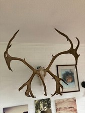 Geweih karibu rentier gebraucht kaufen  Wurster Nordseeküste