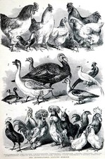 International centennial poult for sale  Brooklyn