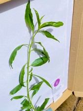 25cm sweet almond for sale  SANDHURST