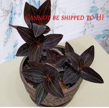 Black jewel orchid for sale  Danielson
