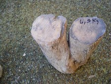 Gros bois buis d'occasion  Guilers