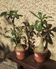 Adeniums obesums mix d'occasion  Digne-les-Bains