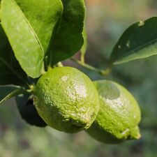 Lime mexican lime for sale  LLANDYSUL