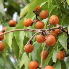 soap nuts for sale  Denver
