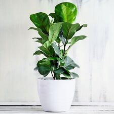 Fiddle leaf fig for sale  UK