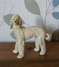 afghan hound dog for sale afghan hound dog for sale MARKET HARBOROUGH