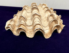 Natural half clam for sale  CAMELFORD