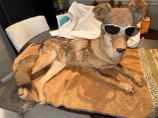 soft mount taxidermy for sale  Spring