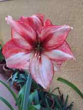 Hippeastrum new temptation usato  Bagnoregio