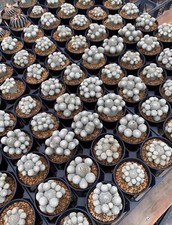 Rare livesucculent plant for sale  Shipping to United Kingdom