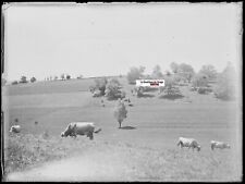 Paysages vaches plaque d'occasion  Grenade